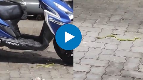 Viral Video