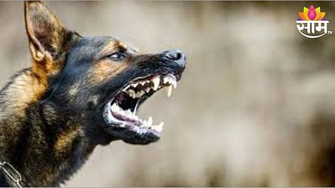 Dog bite first aid steps to prevent rabies
