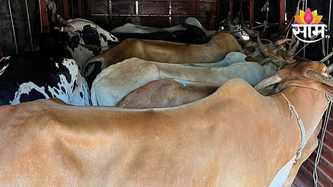 छत्रपती संभाजीनगरमध्ये पोलिसांचे कोंबिंग ऑपरेशन; 48 गोवंशाची सुटका