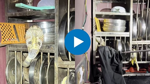 Snake Found In Steel Plate Rack