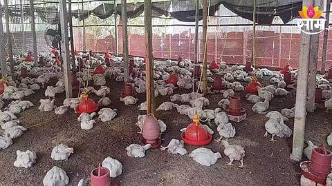 heatstroke to hundred chickens in amravati poultry traders lakhs of rupees loss 
