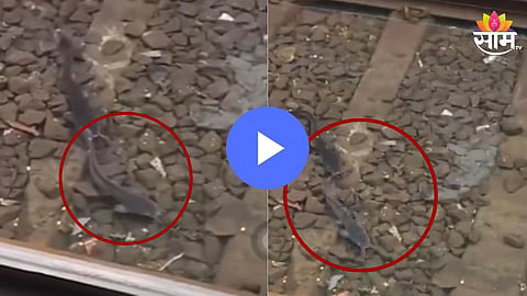 मुंबई लोकलच्या ट्रॅकचा झाला फिश टॅंक, रुळावर साचलेल्या पाण्यात पोहोतायत मासे; पाहा व्हिडिओ 