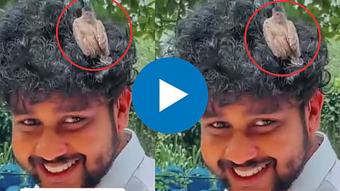 Bird Viral Video