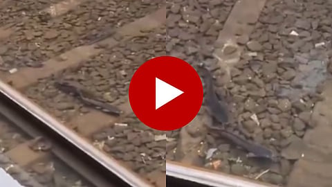 Fish On Dombivli Station: डोंबिवली स्टेशन रेल्वे ट्रॅकमध्ये साचलेल्या पाण्यात दिसले मासे; मजेशीर VIDEO पाहून व्हाल थक्क