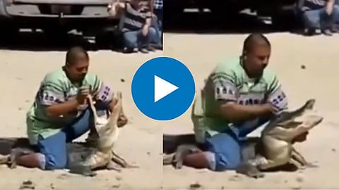Man Stunt With Crocodile Video 