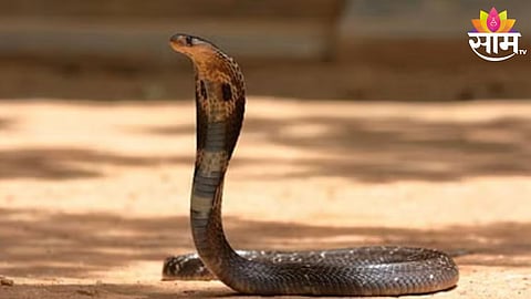 Snake Bite