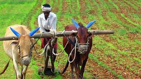 साम टीव्हीच्या बातमीचा दणका! शेतकऱ्यांना दिलासा मिळणार? कृषि विभागाकडून विमा कंपन्याना पत्र 
