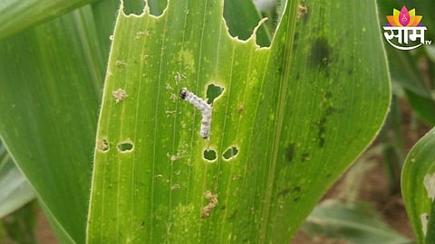 Maize Crop