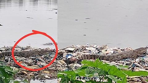 मुंबईतल्या मिठी नदीत ८  फुटांची मगर आढळली; नागरिकांचं टेन्शन वाढलं 