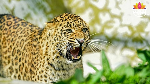 Leopard Attack