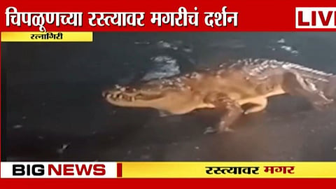 Crocodile Viral Video