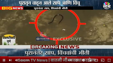 Pune Flood Video: पुण्यात पावसाची विश्रांती, पूरही ओसरला तरी पुणेकरांमध्ये भीती कायम; घरामध्ये आले साप-विंचू 