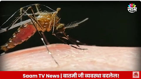 Dengue: डेंग्यूपासून मुक्ती मिळणार? डासांची फौज करणार डेंग्यूचा खात्मा? सिंगापूरच्या संशोधकांचा शोध 