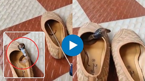 Snake Viral Video 