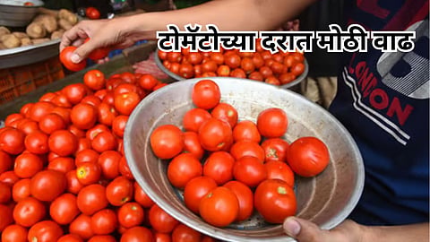 Tomato Price News