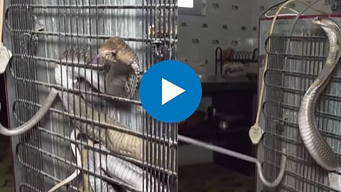 Snake Viral Video