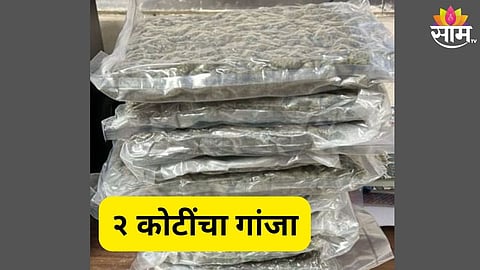 मुंबई विमानतळावर २ कोटींचा गांजा जप्त