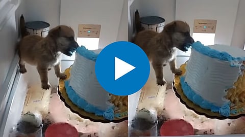 Dog Viral Video