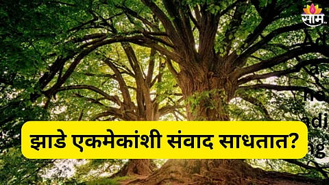 झाडे एकमेकांशी संवाद साधतात