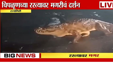 Crocodile Video: चिपळुणमध्ये महाकाय मगरीचा रस्त्यावर मुक्तसंचार, नागरिकांची भीतीनं गाळण 