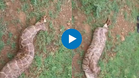Viral Video 