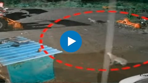 Junnar Leopard Video