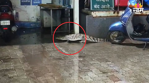 नद्यांना पूर, मगरी रस्त्यावर! मुंबई, रत्नागिरी, सांगलीत मगरींची दहशत; पाहा व्हिडिओ