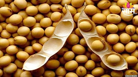 Soyabean Price Update: बाजार समितीत आवक वाढली; मात्र हमीभावापेक्षाही कमी दराने सोयाबीन खरेदी