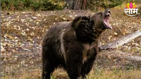 Bear Attack