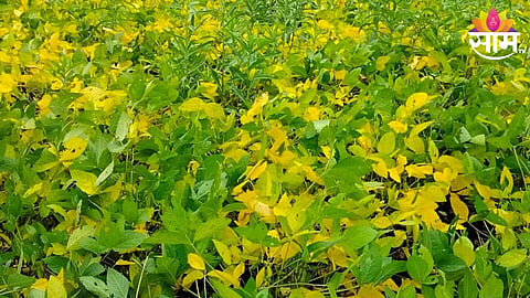 Soyabean Crop