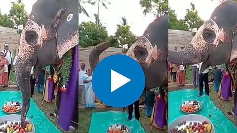Elephant Birthday Video