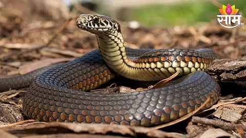 Snake Bite