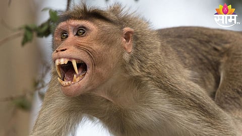 Monkey Attack