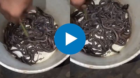 100 Baby Cobra in Home