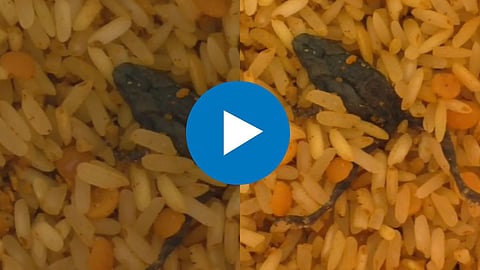 Frogs in School Nutrition Viral Video
