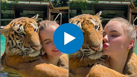 Tiger Viral Video