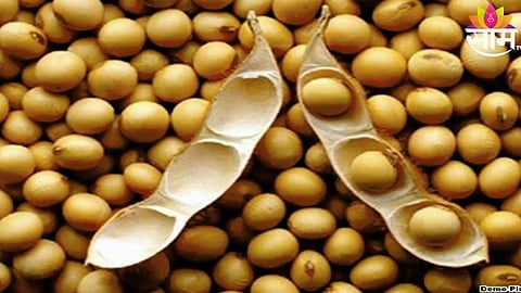 Soyabean Price