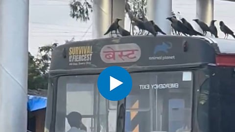 Crows Bus Ride: बेस्ट बसच्या टपावर बसून कावळ्यांचा फुकटात प्रवास; Video व्हायरल, नेटकऱ्यांच्या भन्नाट प्रतिक्रिया 
