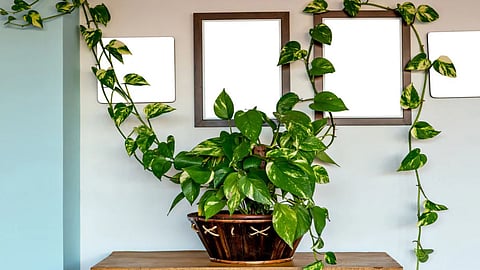 Vastu Tips For Money Plant