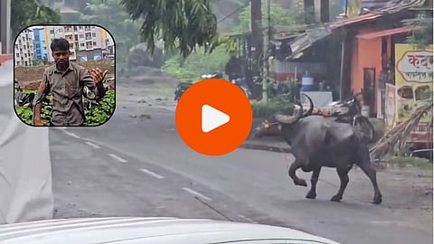 Mahad News: महाडमध्ये भररस्त्यात रेड्याचा धुमाकूळ, अनेकांना शिंगावर उचलून फेकलं; लोक जीव मुठीत घेऊन पळाले, थरारक VIDEO