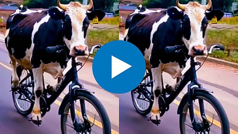 Cow Viral Video