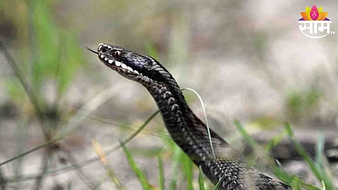 Snake Bite