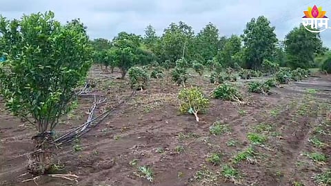 जुलै महिण्यात वर्धेत सरासरीपेक्षा दुप्पट पाऊस, 267 हेक्टर जमीन गेली खरडून 