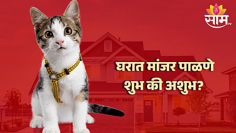 House Cat Tips 
