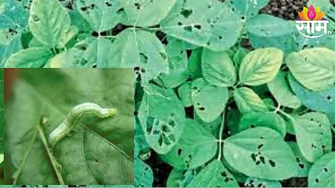 Soyabean Crop