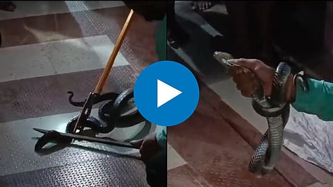 Snake Bite Video