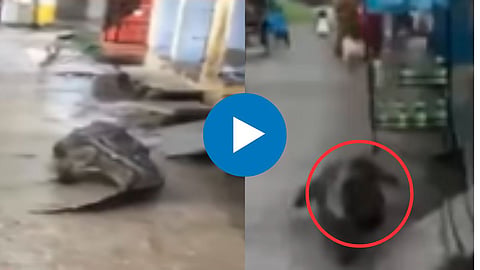Shocking Viral Video