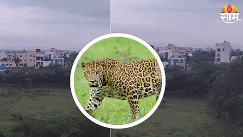  बिबट्याचा वावर 