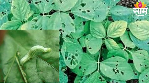 Soyabean Crop