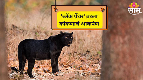 Black Panther: कोकणात ब्लॅक पँथर ; गुहागरमध्ये ब्लॅक पँथरचा वावर 